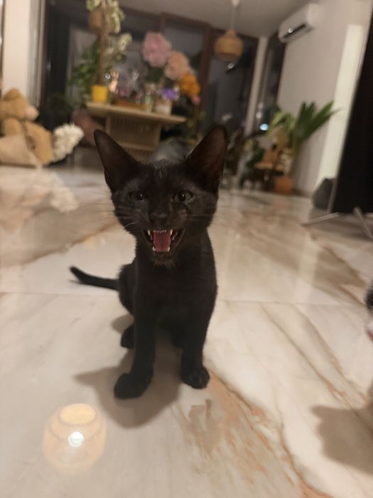 Pisicute pentru adoptie