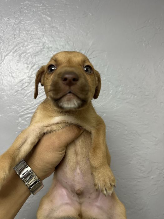 Щенок питбуля продам