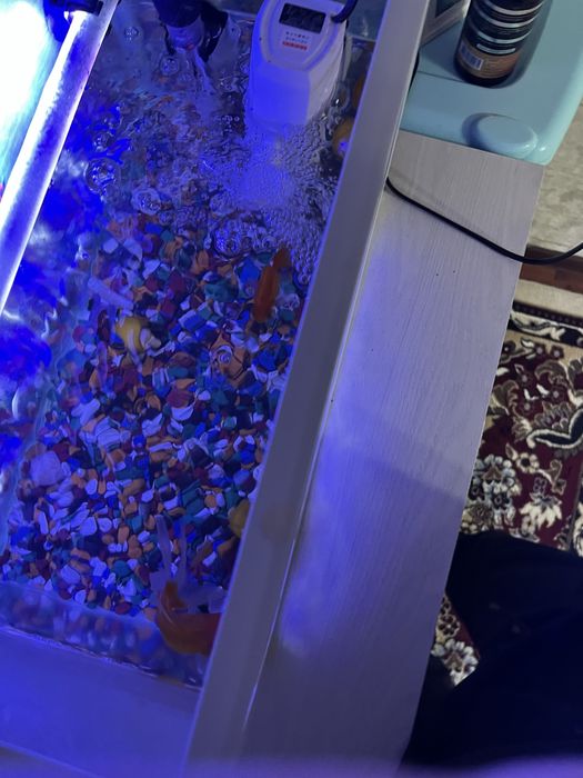 Аквариум с улыткой