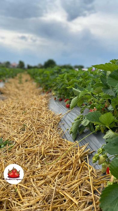 capsuni remontante albion