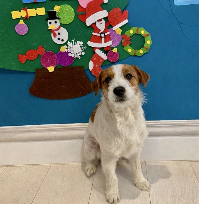 Ласковая девочка Джек Рассел терьера