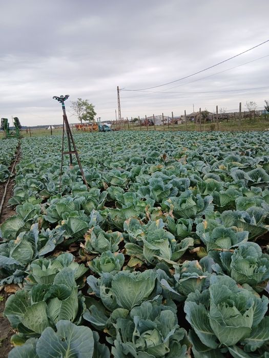 Vând varza Baverly Hills