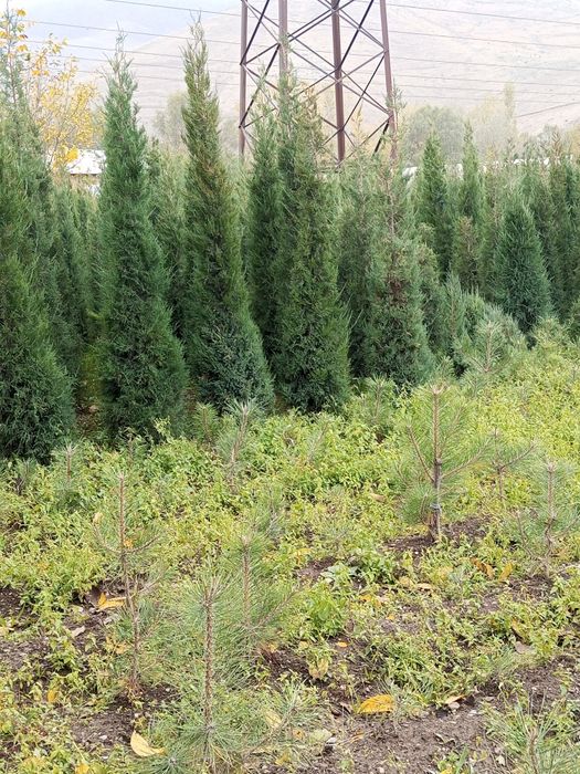 Archa dekarativni daraxtlar gazon landshaft dizayni ekish xizmati