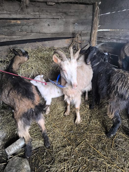 De vânzare sau schimb capre