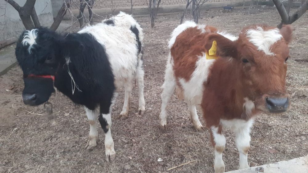 Тана сатылады дені сау