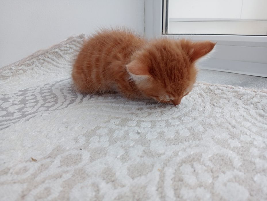 Отдаю рыжего котёнка