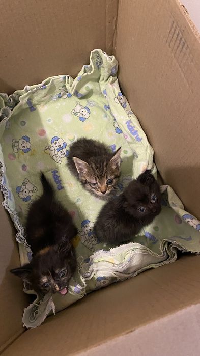 котята бесплатно