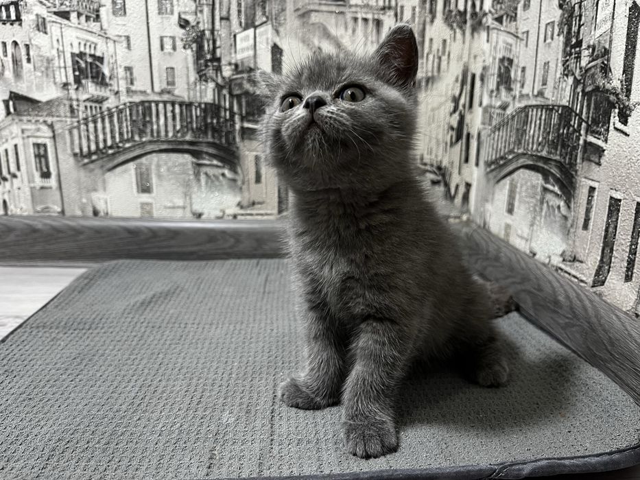 Котята голубые британские