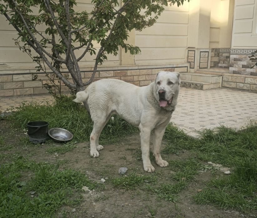 Алабай чистокровный. Тяж