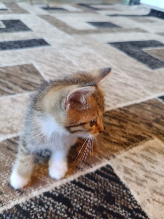 Котята в хорошие руки