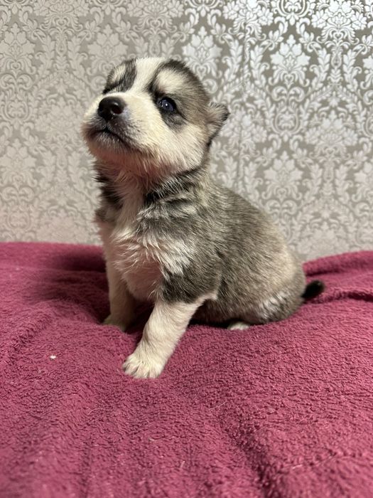 Щенки хаски продажа