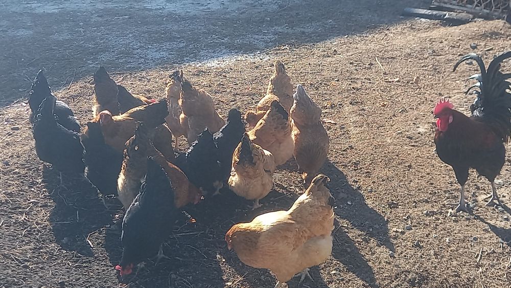 Яйцо на инкубацию