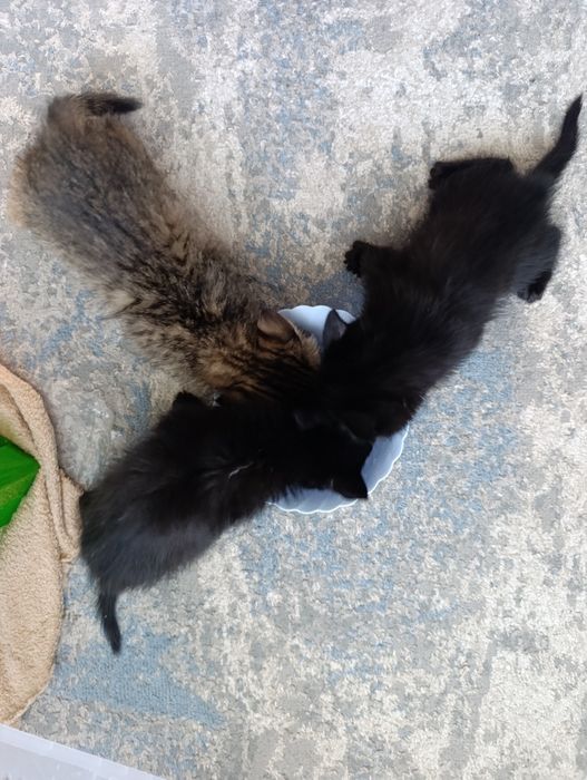 Отдам котят в хорошие руки