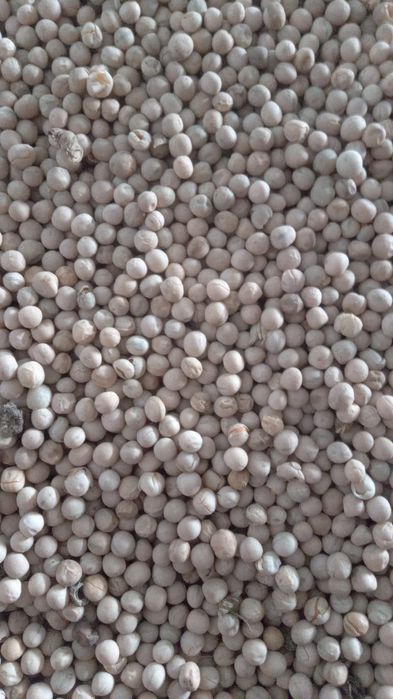 Vand mazare furajera