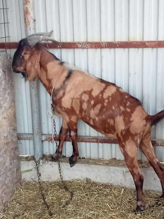 Tap aglonubian foarte mare 2 ani