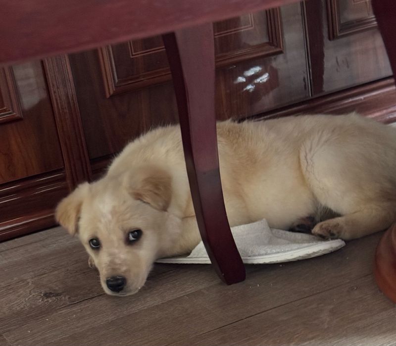 Пристаивается замечательный щенок.