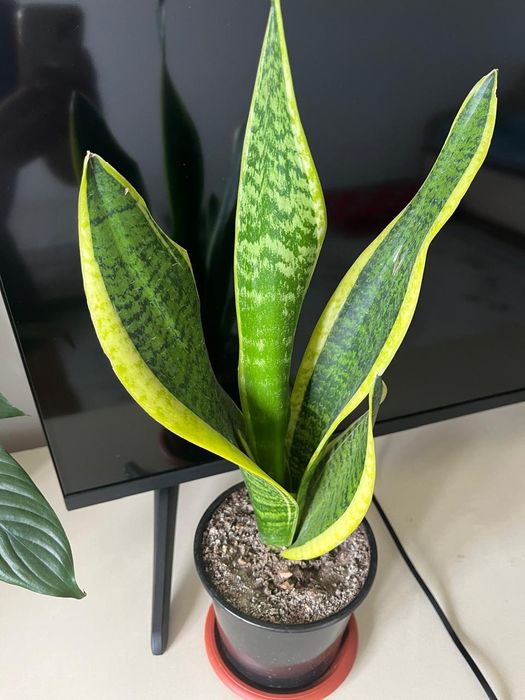 Комнатные растения