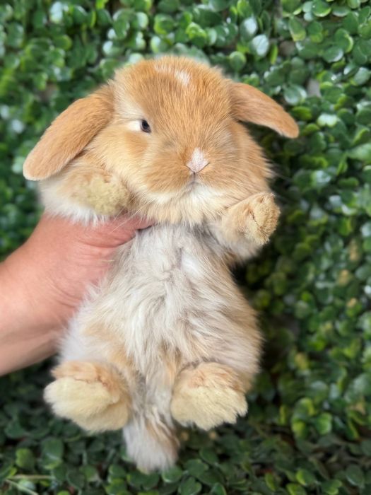 Қуён болалари.    .