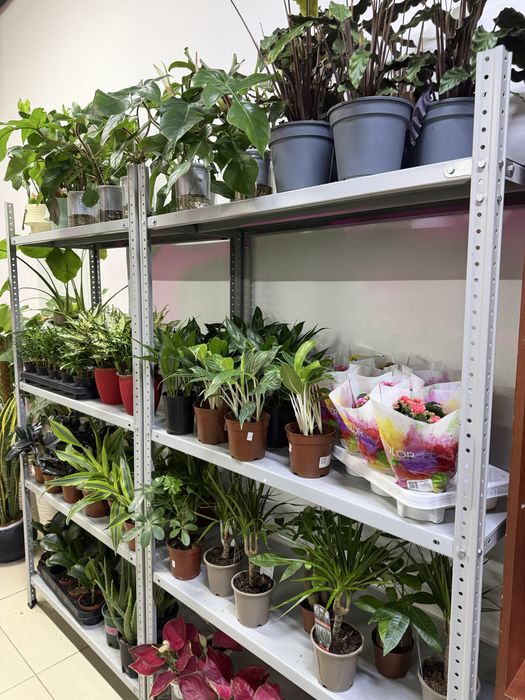 Домашние цветы недорого