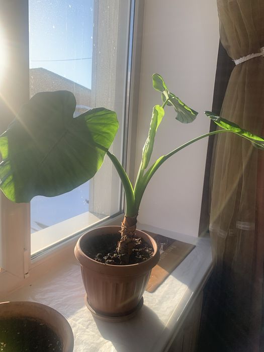 Цветы в отличном сост