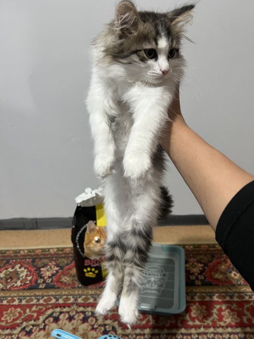 Отдадим котенка