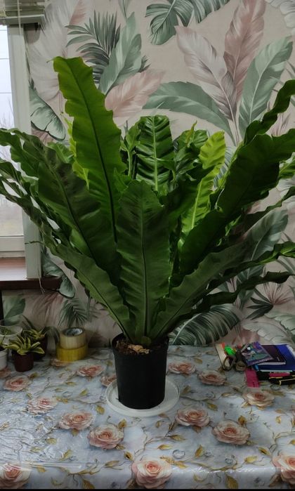 Комнатные растения