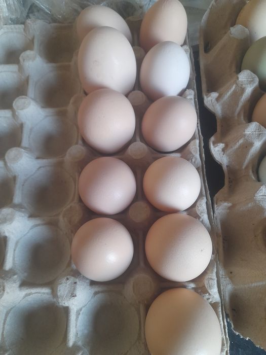 Oua de gaina de casa proaspete bio organice 100 %