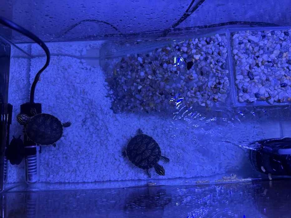 Broaste Testoase cu acvariu, filtru lampa si incalzitor