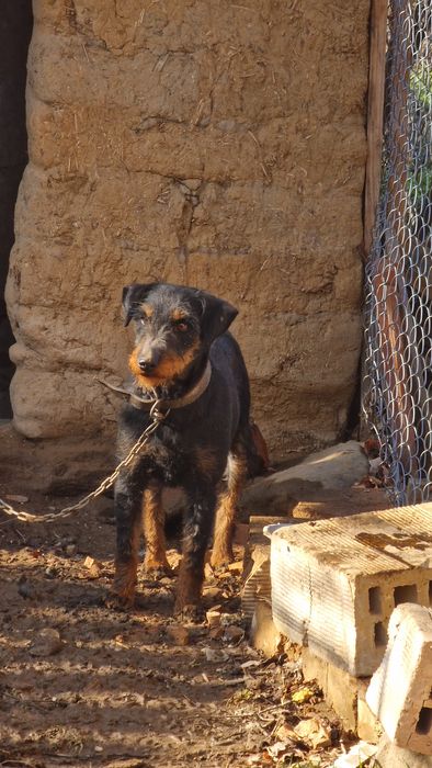 ягдтериер женска