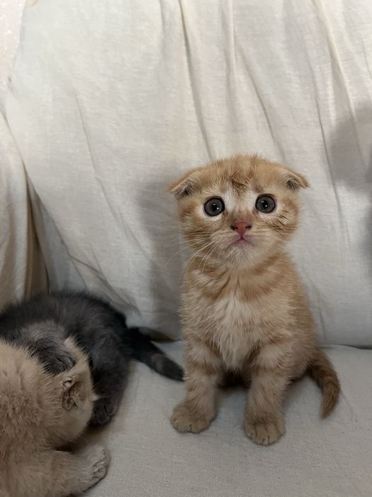 Зотли мушула Скоттш Фолд