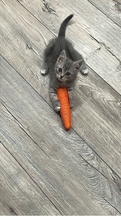 Отдам в добрые руки котенка