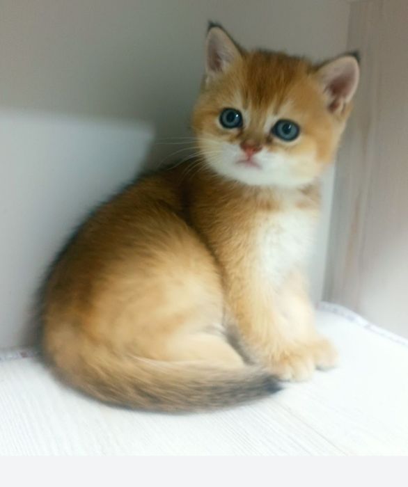 Золотая шиншилла