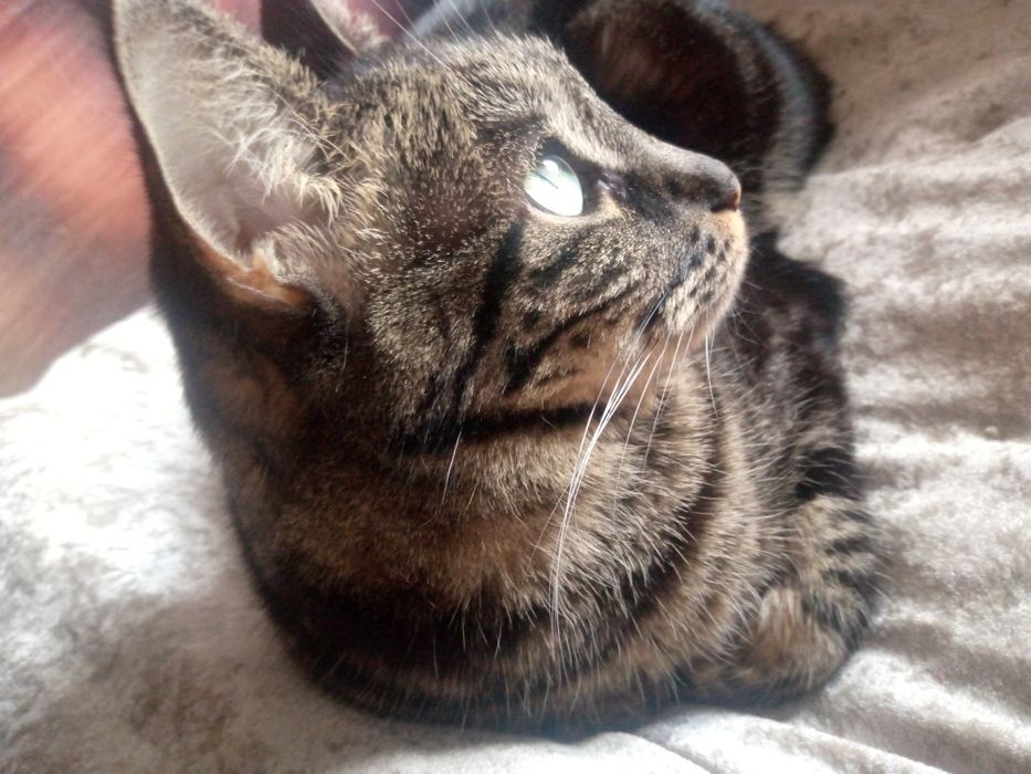 Кошка , отдаю в добрые руки