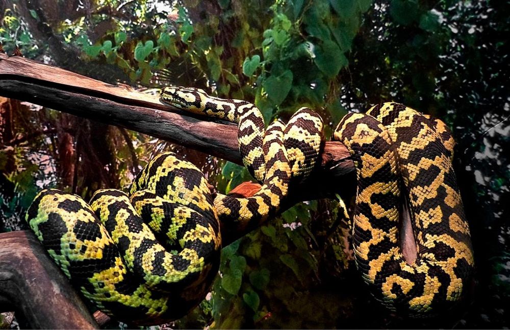 Ковровые питоны малыши