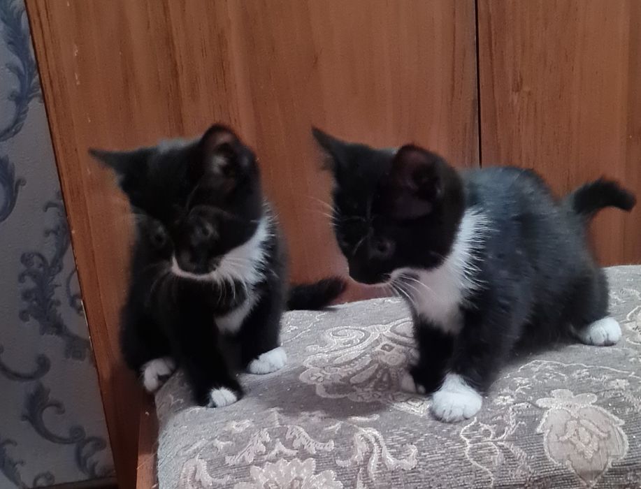 Котенок девочка в добрые руки