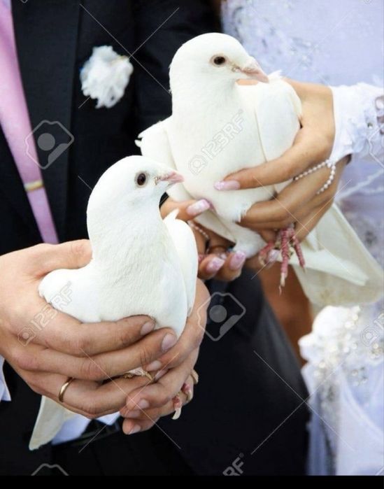 Inchiriez porumbei pentru evenimente