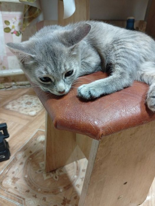 Кошечки ищут добрые ручки