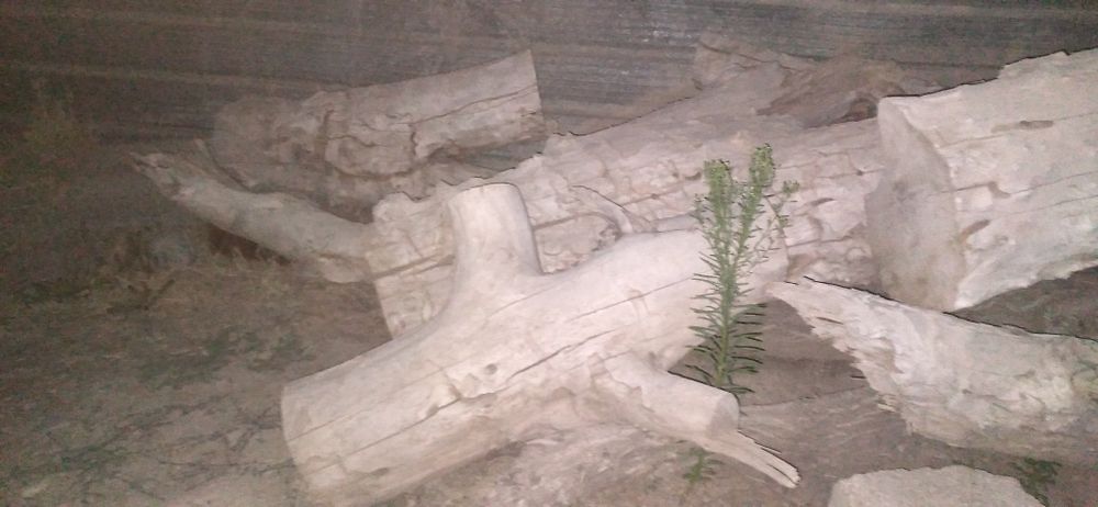 Қара ағаш отын  дрова