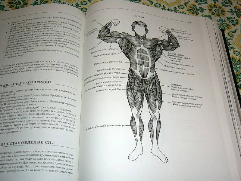 Инциклопедия бодибилдинга