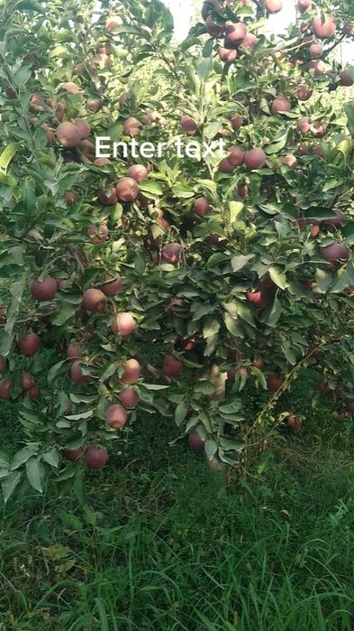 Сертификат берамиз кучатларга