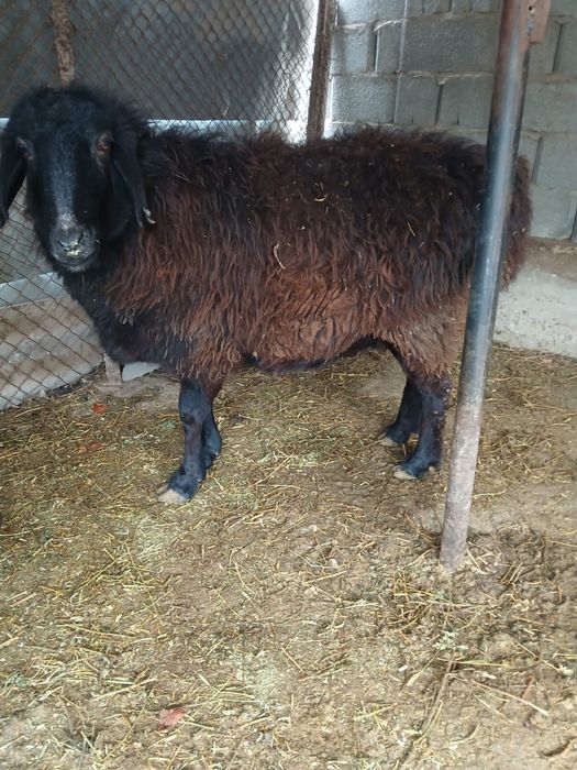 Кой сатылады Баран