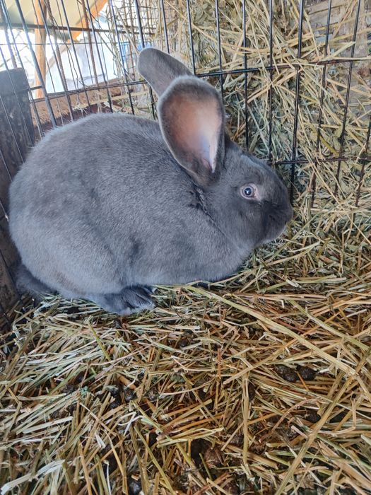 Fluture  albastru mascul