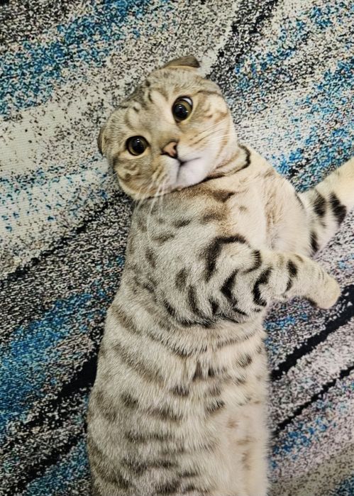 Продам кота (смесь Бенгальский + Британский)