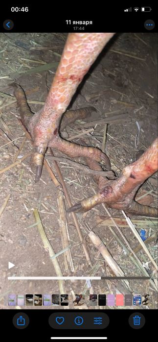 Дакан қораз сатылады. Бағасын келісеміз