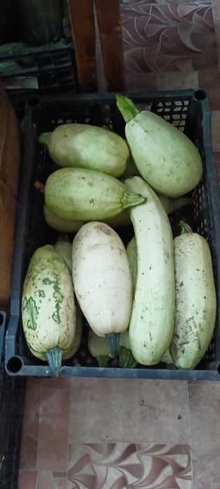 Продаются домашние кабачки.