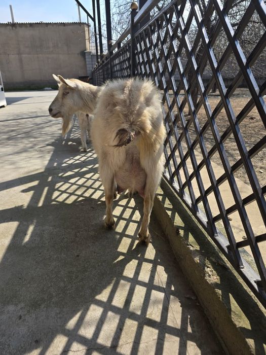 Ешкы сатылады заненский ешкы