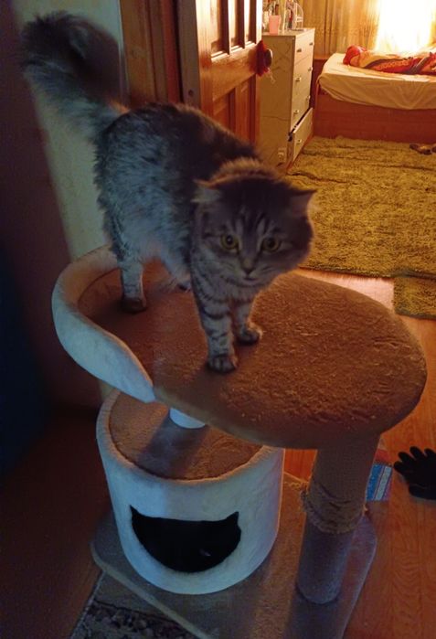 Домик для кошек.