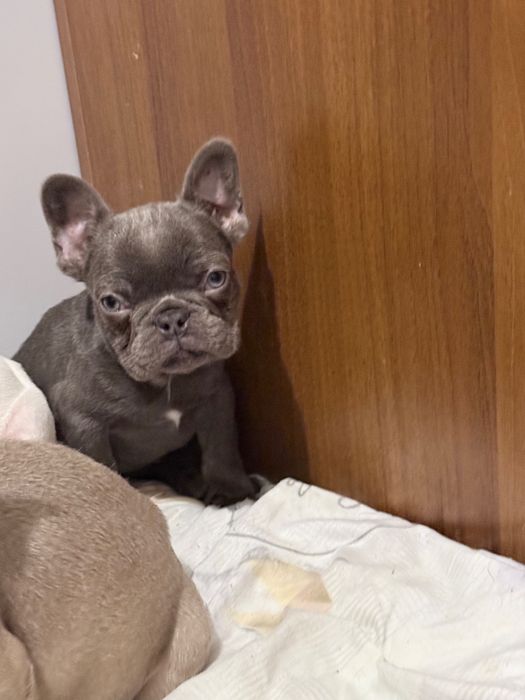 Френски Булдог Кученцa