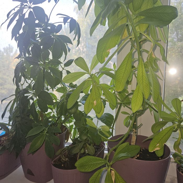 Продам комнатные растения