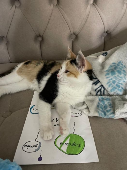 Одою хорошие руки кошку